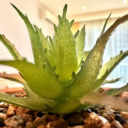 公寓 Menada Miramar Palace 阳光海滩